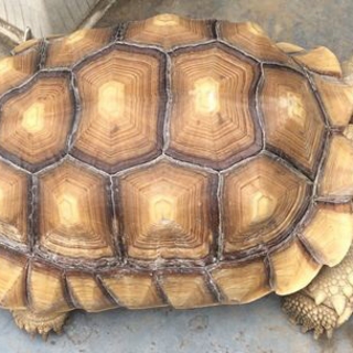 ケヅメリクガメ 里親募集 甲長約32センチ
