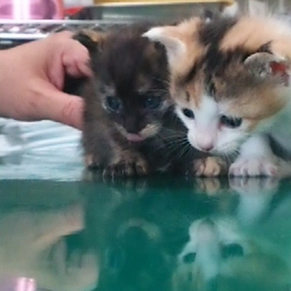 現在トライアル中です