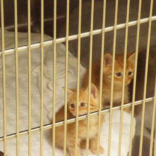 多くの仔猫がセンターに収容されています