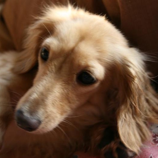 【名前】ヤマト２　軽度の障害と共に懸命に生きる