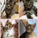 飼い主から遺棄された子猫４兄妹です。