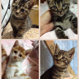 飼い主から遺棄された子猫４兄妹です。