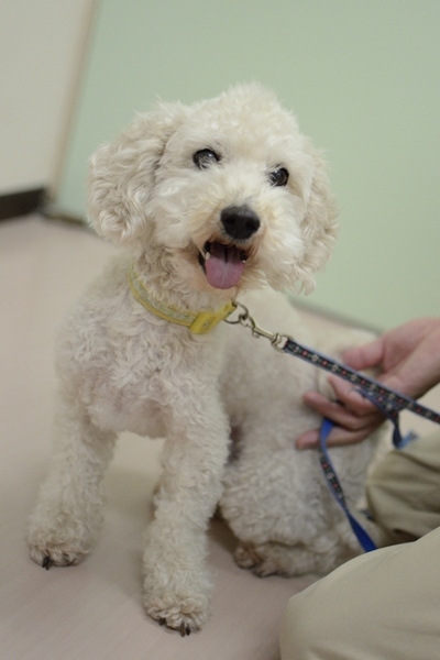 トイプードル ビションフ 愛知県 犬の里親募集 ペットのおうち 月間利用者150万人