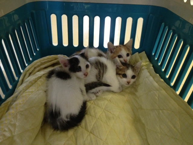 子猫　捨て猫3匹の里親募集！！ サムネイル2