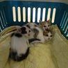 子猫　捨て猫3匹の里親募集！！ サムネイル2