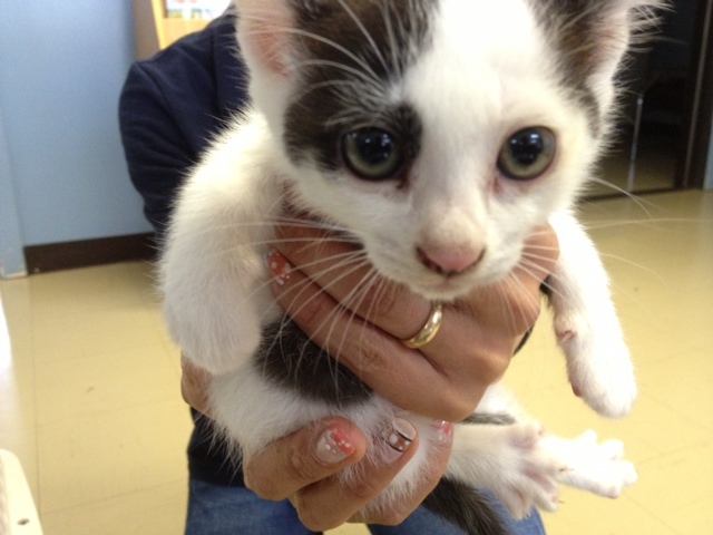 子猫　捨て猫3匹の里親募集！！ サムネイル1