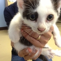 子猫　捨て猫3匹の里親募集！！