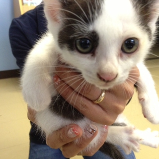 子猫　捨て猫3匹の里親募集！！