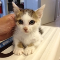 子猫　捨て猫3匹の里親募集！！
