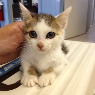 子猫　捨て猫3匹の里親募集！！