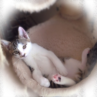 子猫の里親さんを募集します