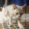 灰色猫で生後3ヶ月 サムネイル6