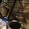 デグー　里親募集３匹 サムネイル4