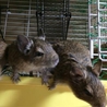 デグー　里親募集３匹 サムネイル5