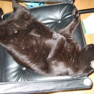 人懐こくてかわいい老猫です。