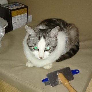 猫（♀）避妊済の里親募集