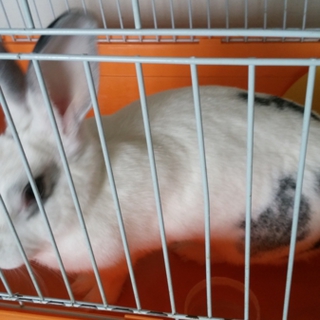 ウサギメス、二歳です。