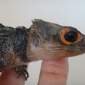 アカメカブトトカゲ2匹メス