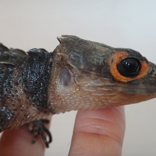アカメカブトトカゲ2匹メス