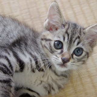 可愛いキジトラの仔猫