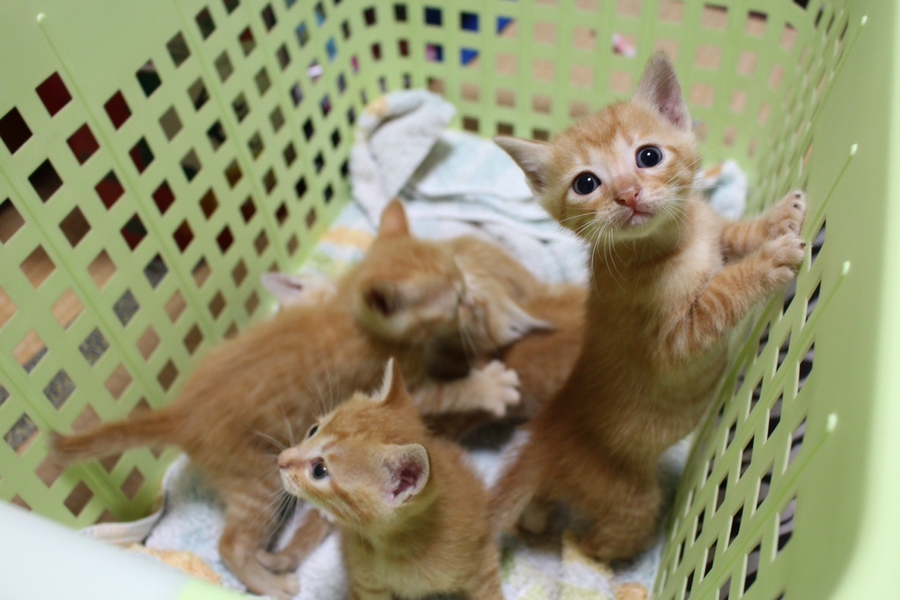 茶トラの赤ちゃん♡」神奈川県 - 猫の里親募集(38257) :: ペットの