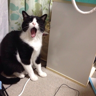 里親募集してます