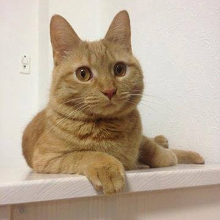 かわいい茶トラ♪シナモンちゃん ご家族募集中