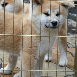 5ヶ月の女の子です。