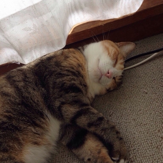 里親募集中