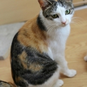 三毛猫
