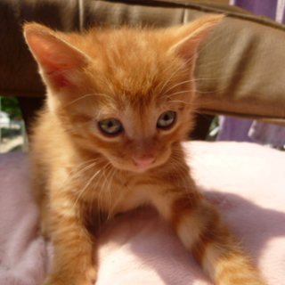 4/25生まれ　茶トラ♂　愛嬌いっぱい！