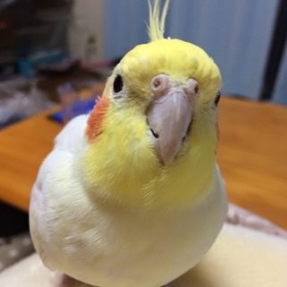 オカメインコの里親を探しています(>_<)