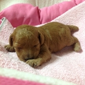 ◆トイプードル  子犬、赤ちゃん◆一ヶ月未満！