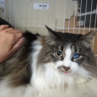 飼育放棄されたモフモフの里親様募集