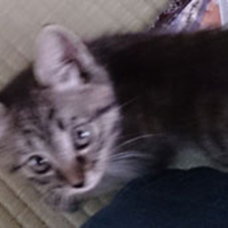 サバトラくん里親募集