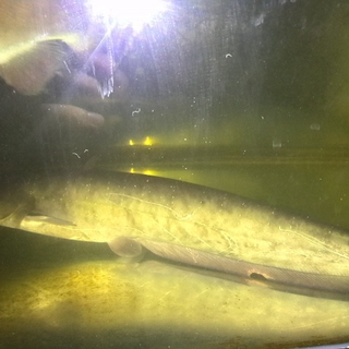 日本ナマズ  35cm