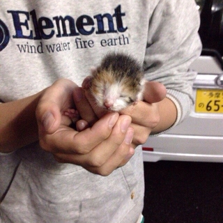 可愛い子猫です!!里親お願いします。