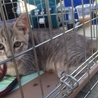 灰色猫で生後3ヶ月 サムネイル7