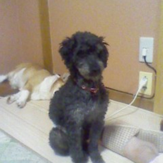 新しい家族になって下さい。