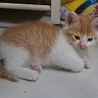 募集一時停止　☆ふわもこ茶トラ　男の子　チャイ☆ サムネイル3