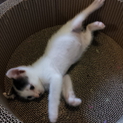 里親様が見つかりました