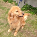 迷い犬！