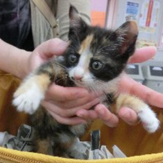 郡山市　子猫の里親さん募集中です