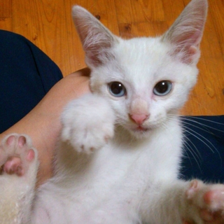 白い2か月程の元気子猫です