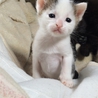 ささちゃんです サムネイル3