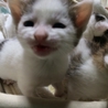 ささちゃんです サムネイル4