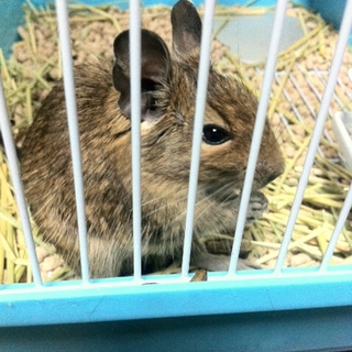 【終了しました】デグーの女の子里親さん募集