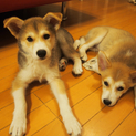 ３カ月の子犬兄妹です。