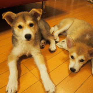 ３カ月の子犬兄妹です。