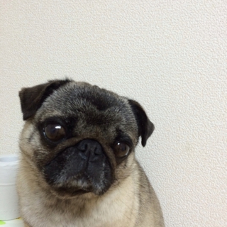 パグ好きの里親さん募集